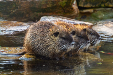 Nutria or coypu