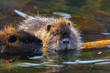 Nutria or coypu