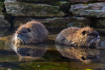 Nutria or coypu