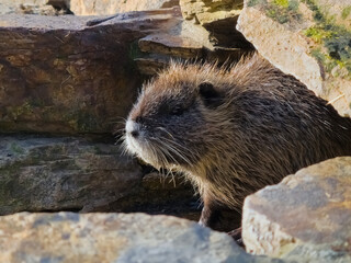 Nutria or coypu