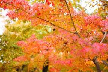 Autumn leaves, imagery, autumn scenery, sunlight's brilliance