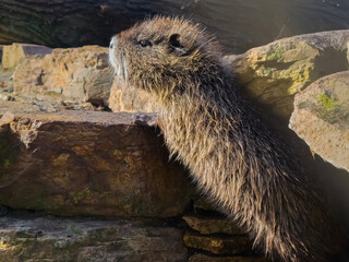 Nutria or coypu