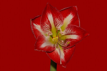 Amaryllis