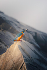 Vibrant kingfisher sitting on a textured rock formation in warm natural light. Detailed close-up wildlife scene with blue and orange plumage, shallow depth of field and minimalistic background.