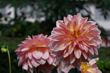 色鮮やかな大輪