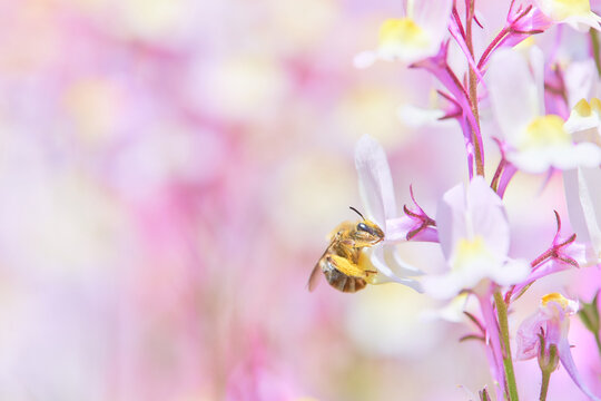 リナリアの花の密を吸う一匹のハナバチ