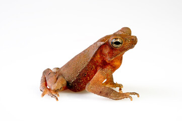 Mitred toad // Ohrenkroete, Falllaubkrötchen (Rhinella margaritifera) - South America