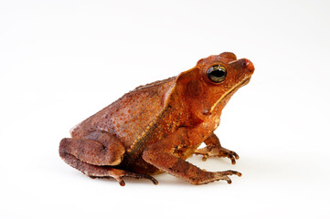Mitred toad // Ohrenkroete, Falllaubkrötchen (Rhinella margaritifera) - South America