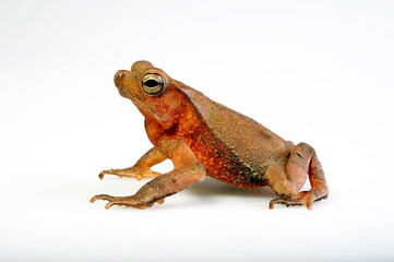 Mitred toad // Ohrenkroete, Falllaubkrötchen (Rhinella margaritifera) - South America