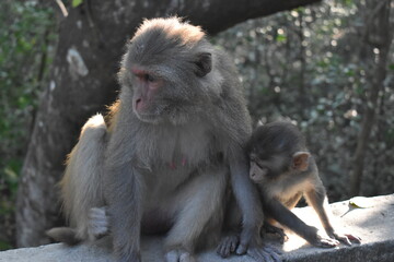 At Sundarbans Primate mother and baby resting together in dappled sunlight.