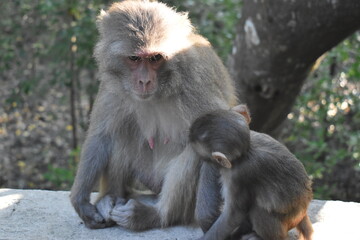At Sundarbans Tender moment between mother and infant macaque in natural habitat.