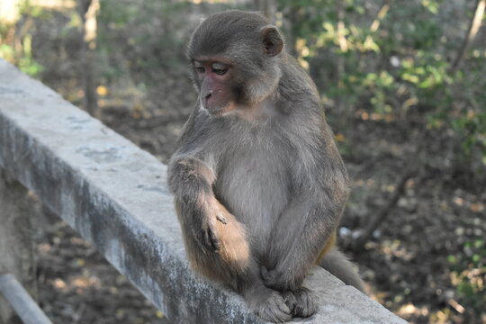 At Sundarbans Pensive Rhesus macaque monkey sitting on concrete ledge.