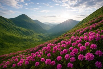Fototapeta premium Blooming pink flowers on green mountain slope at sunrise in serene valley landscape under scattered clouds with sun rays on horizon. Ai generative. Ai generative
