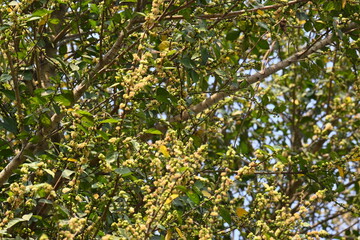 Streblus asper tree flowers. It&nbsp;is a species of&nbsp;flowering plant&nbsp;in the family&nbsp;Moraceae. This tree common names&nbsp;Siamese rough bush,&nbsp;khoi tree,&nbsp;serut tree, and&nbsp;toothbrush tree. Flowering tree.