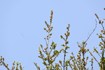 Streblus asper tree flowers. It is a species of flowering plant in the family Moraceae. This tree common names Siamese rough bush, khoi tree, serut tree, and toothbrush tree. Flowering tree.