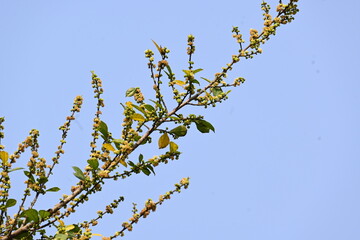 Streblus asper tree flowers. It is a species of flowering plant in the family Moraceae. This tree common names Siamese rough bush, khoi tree, serut tree, and toothbrush tree. Flowering tree.