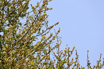 Streblus asper tree flowers. It is a species of flowering plant in the family Moraceae. This tree common names Siamese rough bush, khoi tree, serut tree, and toothbrush tree. Flowering tree.