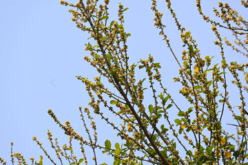 Streblus asper tree flowers. It is a species of flowering plant in the family Moraceae. This tree common names Siamese rough bush, khoi tree, serut tree, and toothbrush tree. Flowering tree.