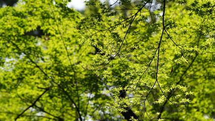 The green leaves on the trees with the warm sunlight on them in summer