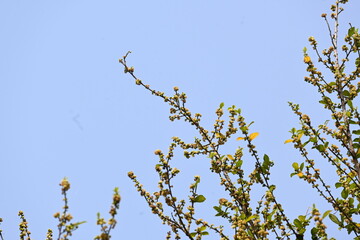 Streblus asper tree flowers. It is a species of flowering plant in the family Moraceae. This tree common names Siamese rough bush, khoi tree, serut tree, and toothbrush tree. Flowering tree.