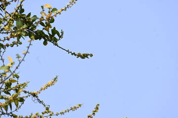 Streblus asper tree flowers. It is a species of flowering plant in the family Moraceae. This tree common names Siamese rough bush, khoi tree, serut tree, and toothbrush tree. Flowering tree.