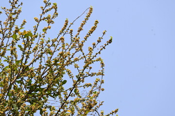 Streblus asper tree flowers. It is a species of flowering plant in the family Moraceae. This tree common names Siamese rough bush, khoi tree, serut tree, and toothbrush tree. Flowering tree.