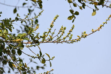 Streblus asper tree flowers. It is a species of flowering plant in the family Moraceae. This tree common names Siamese rough bush, khoi tree, serut tree, and toothbrush tree. Flowering tree.