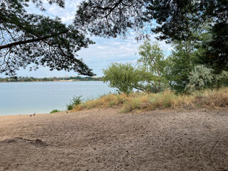 Pine trees framing a tranquil lake shore with geese