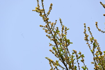 Streblus asper tree flowers. It is a species of flowering plant in the family Moraceae. This tree common names Siamese rough bush, khoi tree, serut tree, and toothbrush tree. Flowering tree.