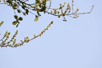Streblus asper tree flowers. It is a species of flowering plant in the family Moraceae. This tree common names Siamese rough bush, khoi tree, serut tree, and toothbrush tree. Flowering tree.