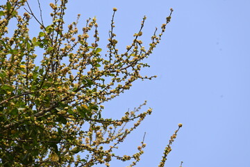 Streblus asper tree flowers. It is a species of flowering plant in the family Moraceae. This tree common names Siamese rough bush, khoi tree, serut tree, and toothbrush tree. Flowering tree.