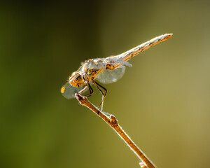 Dragonfly perched on stick with green background