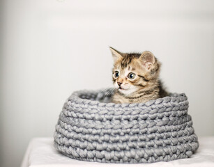 Cute little, gray kittens together in a basket on a plain background