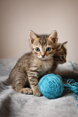 Cute little, gray kittens playing with a ball of thread together on a plain background