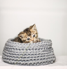 Cute little, gray kittens together in a basket on a plain background