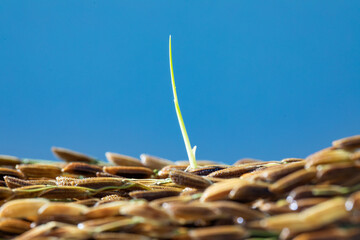 A newly sprouted rice seedling stands among a pile of rice.