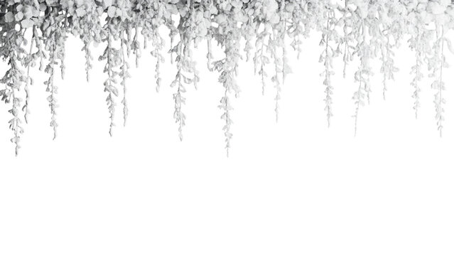 Close up of delicate icicles hanging against a transparent background in winter