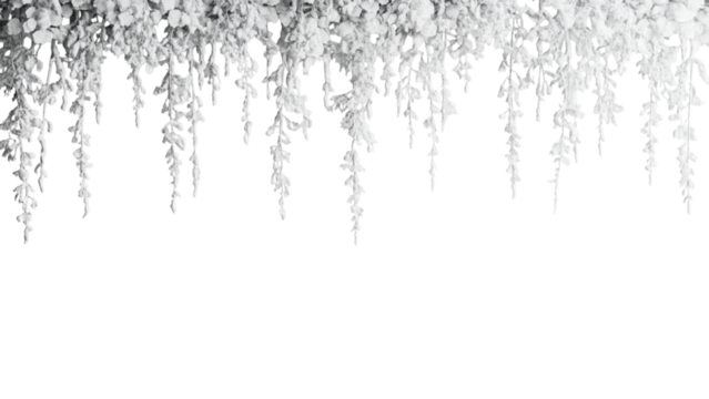 Close up of delicate icicles hanging against a transparent background in winter