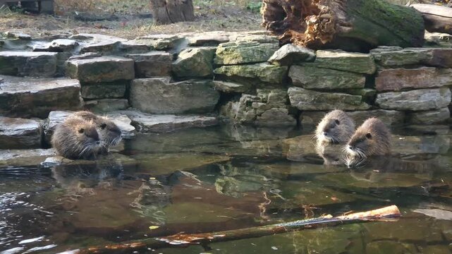 Nutria or coypu, its scientific name is Myocastor coypus