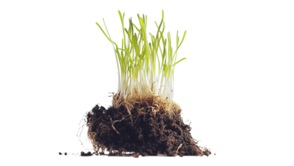 Young green grass sprouts emerging from transparent soil with visible roots on transparent background