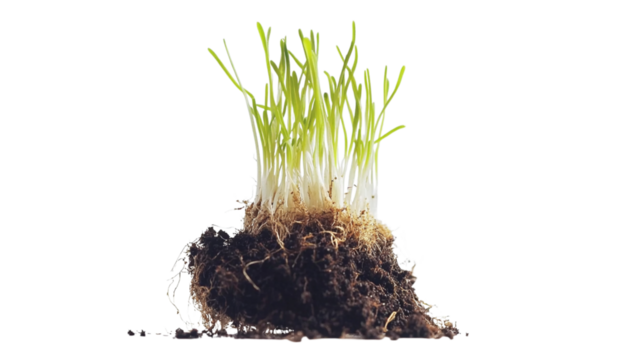 Young green grass sprouts emerging from transparent soil with visible roots on transparent background