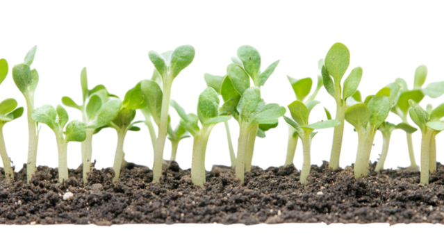 Young green seedlings growing upwards from transparent soil against a transparent background - Powered by Adobe