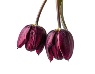 Two drooping, dark purple tulips on a stark black backdrop