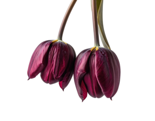 Two drooping, dark purple tulips on a stark black backdrop
