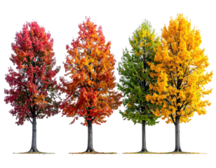 Colorful autumn trees against isolated black background