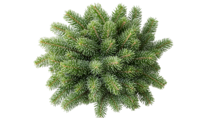 Top view of a lush green fir tree against a solid transparent background