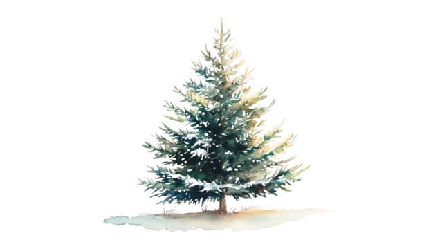A realistic watercolor painting of a tall evergreen tree standing in light snow