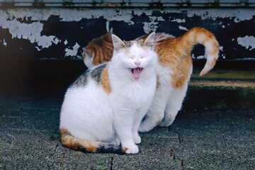 Portrait of two funny kitten sitting outdoors. Horizontal image with selective focus.	