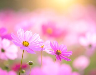 Soft focus image of a field of pink blooming wildflowers