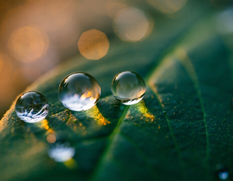 Macro shot of dew drops on a green leaf with bokeh background